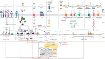 Promoting New Approach Methodologies (NAMs) for research on skin color changes in response to environmental stress factors: tobacco and air pollution